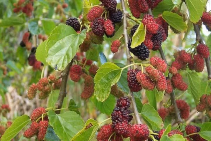  Ngoài ra, dâu tằm khi ra quả có vị ngọt, dễ thu hút các loài chim, côn trùng, chuột và kiến, sẽ ảnh hưởng xấu đến môi trường trong nhà. Quả ngọt rụng "nhuộm màu" đen kịt khắp nơi cũng khiến chúng ta khó khăn trong việc dọn sân. Do đó, người xưa khuyên không nên trồng dâu tằm trong sân. 