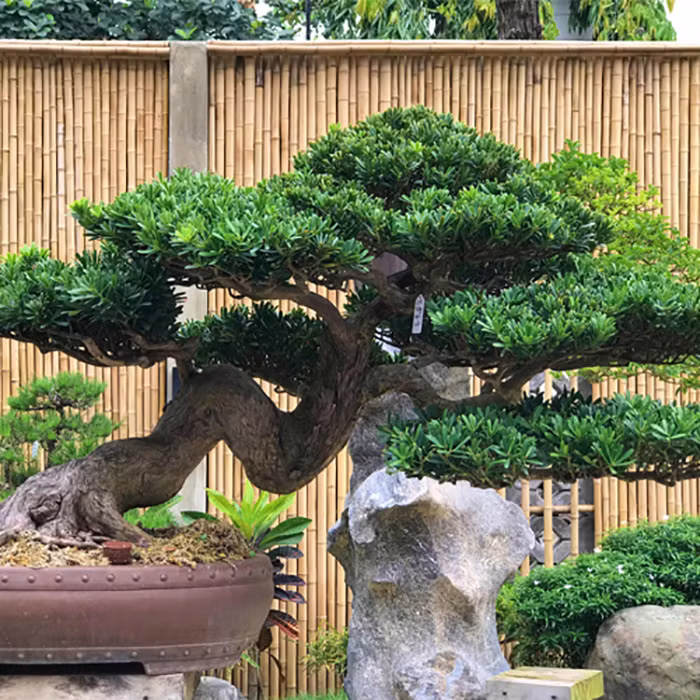  Những chậu cây tùng la hán bonsai khi trồng trong nhà không những mang lại mảng xanh mà còn giúp trấn trạch, xua đuổi điềm xấu và mang lại may mắn cho gia chủ.