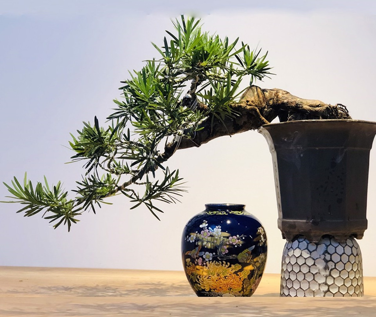 Cây cảnh này cũng tượng trưng cho sự trường thọ, bảo tồn của cải và may mắn. Các gia đình quan chức xưa trồng tùng La Hán trong nhà và coi nó như vị thần bảo trợ cho "chiếc ghế" của mình. Đây cũng là cây cảnh "gia truyền" được cha ông để lại cho con cháu, có ý nghĩa tốt đẹp, tạo phúc cho thế hệ mai sau.