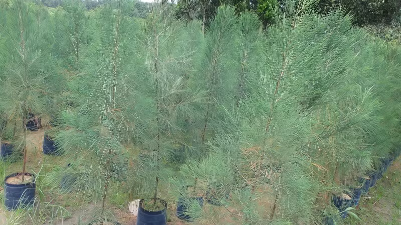 Những cây dương sẽ "đổ tuyết" vào mùa xuân. Đó là khi những bông hoa của chúng nở kiểu như hoa của cây bông, dạng sợi mịn, bay tứ tán trong gió trông như tuyết rơi. Nhìn có vẻ rất đẹp nhưng có thể gây ra một số bệnh về đường hô hấp như hen suyễn, ho... Vì thế, người xưa khuyến cáo không nên trồng cây dương trong sân.