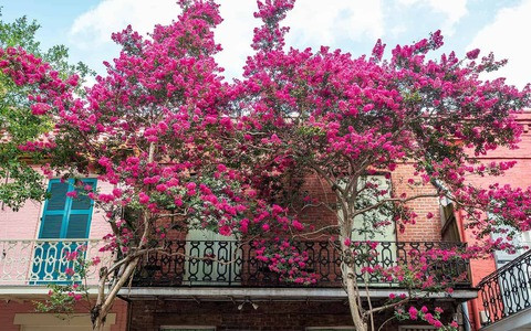  Cây cảnh phong thủy này còn tượng trưng cho vàng ngọc đầy nhà. Hoa tây phủ hải đường tượng trưng cho địa vị và sự giàu có, và việc bảo dưỡng chúng tại nhà mang ý nghĩa chào đón sự giàu có và may mắn.