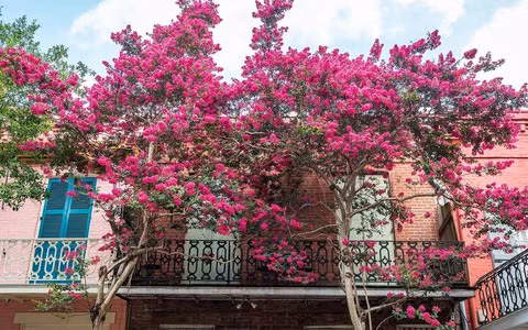  Cây cảnh phong thủy này còn tượng trưng cho vàng ngọc đầy nhà. Hoa tây phủ hải đường tượng trưng cho địa vị và sự giàu có, và việc bảo dưỡng chúng tại nhà mang ý nghĩa chào đón sự giàu có và may mắn. 