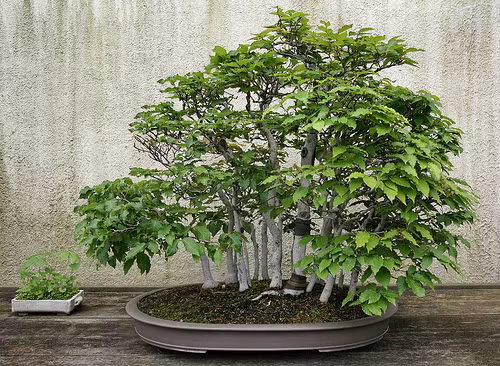  Người xưa cho rằng trồng cây du trước nhà có nghĩa trong nhà lúc nào cũng có "đồng xu thành chuỗi", dư dả, giàu có. Hơn nữa, cây vỏ, lá và rễ của cây du ăn được, ngày xưa còn là lương thực cứu đói của nhiều người. Do đó, nó càng có ý nghĩa tượng trưng như "kho lương" của gia đình.