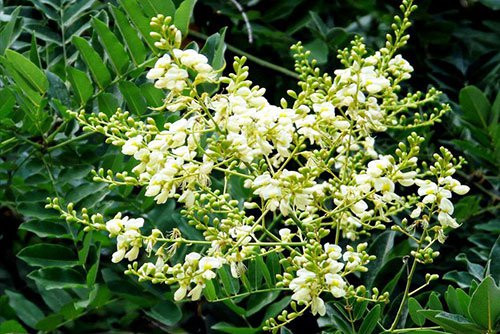  Về khoa học, cây cảnh này có kích cỡ quá lớn, nếu trồng gần cửa nhà sẽ che ánh nắng vào nhà, không tốt cho phong thủy. Đây cũng là cây dễ bị côn trùng tấn công, do đó, trồng gần nhà không chỉ ảnh hưởng đến ánh sáng mà còn khiến người trong nhà không chịu nổi vì luôn bị côn trùng tấn công.