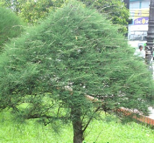  10. Cây dương: Cây dương được dân gian gọi là "ma vỗ tay". Nó phát ra từ tiếng lá cây dương va vào nhau khi gió thổi tạo nên những tiếng "bạch bạch", như thể có người đang vỗ tay. Những tiếng "vỗ tay" này nghe rất đáng sợ vào ban đêm. 