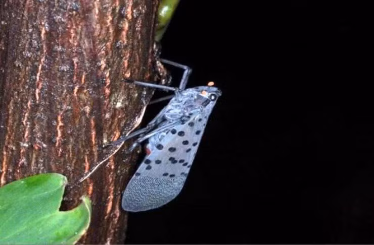 “Ke thu” cua nong dan nay thanh mo vang, gia 130.000d/kg-Hinh-3