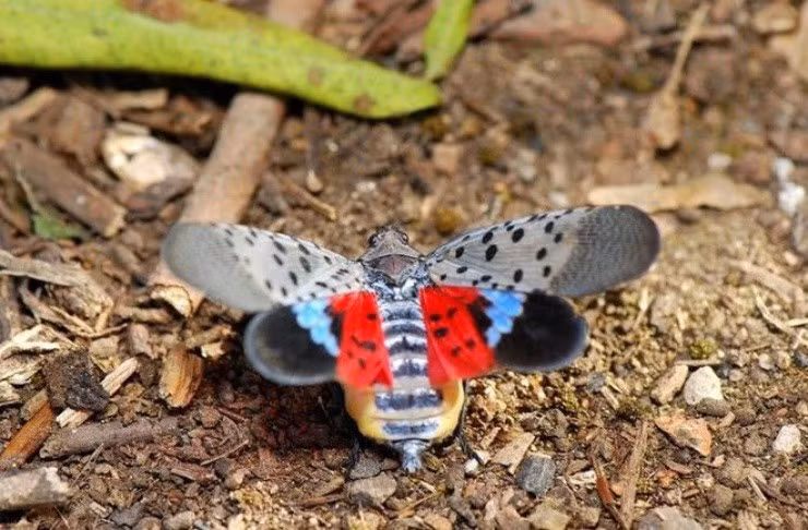 “Ke thu” cua nong dan nay thanh mo vang, gia 130.000d/kg