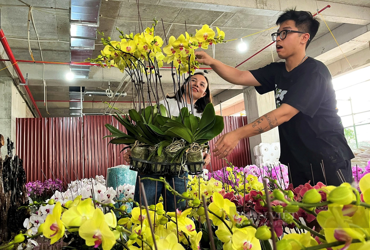 Lan hồ điệp Đà Lạt kết gỗ lũa bán ở Nghệ An - Hình 6 Lan ho diep Da Lat ket go lua ban o Nghe An-Hinh-6