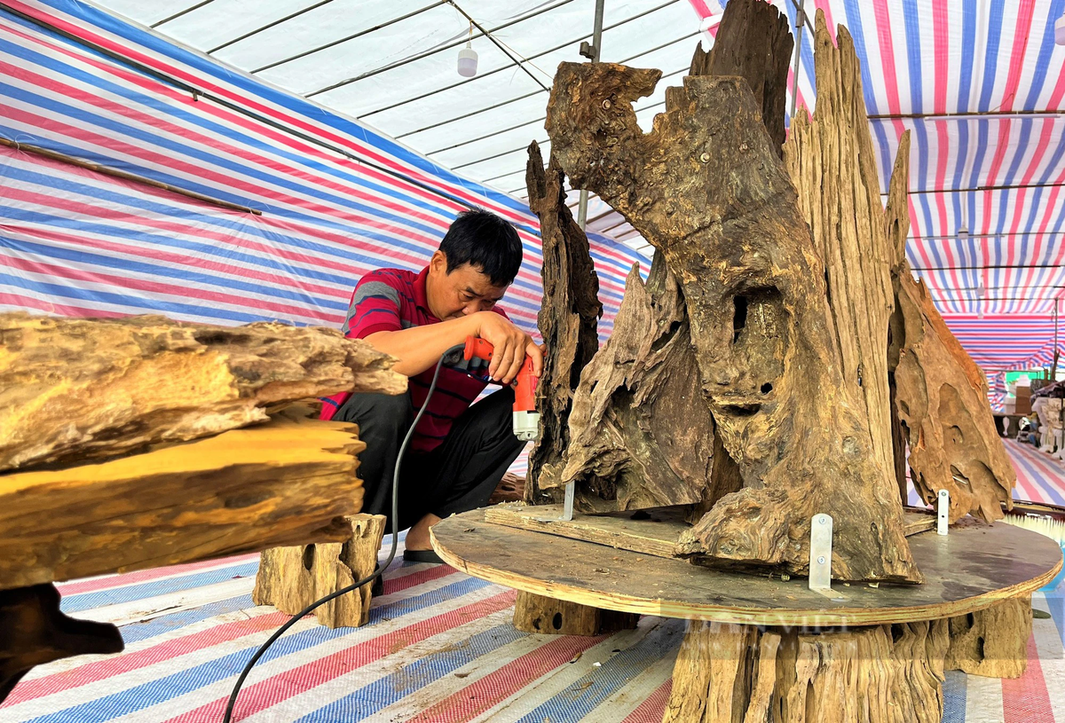 Lan hồ điệp Đà Lạt kết gỗ lũa bán ở Nghệ An - Hình 4 Lan ho diep Da Lat ket go lua ban o Nghe An-Hinh-4