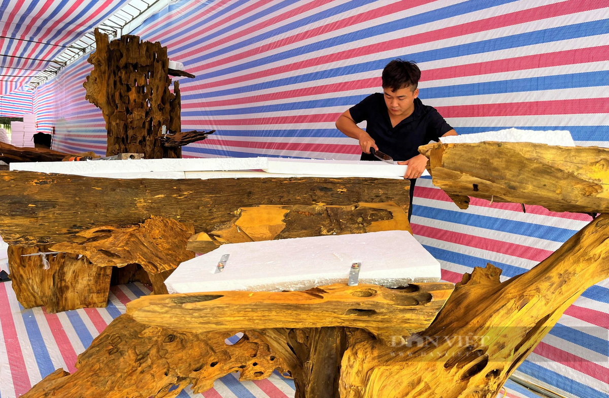 Lan hồ điệp Đà Lạt kết gỗ lũa bán ở Nghệ An - Hình 3 Lan ho diep Da Lat ket go lua ban o Nghe An-Hinh-3