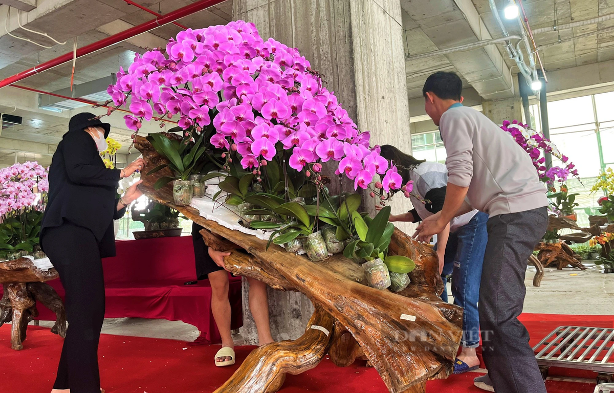 Lan hồ điệp Đà Lạt kết gỗ lũa bán ở Nghệ An - Hình 5 Lan ho diep Da Lat ket go lua ban o Nghe An-Hinh-5