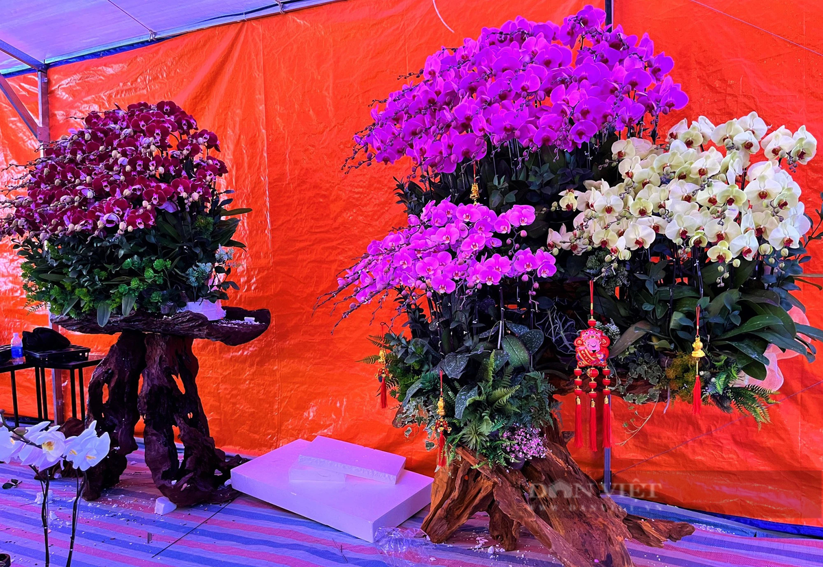 Lan hồ điệp Đà Lạt kết gỗ lũa bán ở Nghệ An - Hình 7 Lan ho diep Da Lat ket go lua ban o Nghe An-Hinh-7