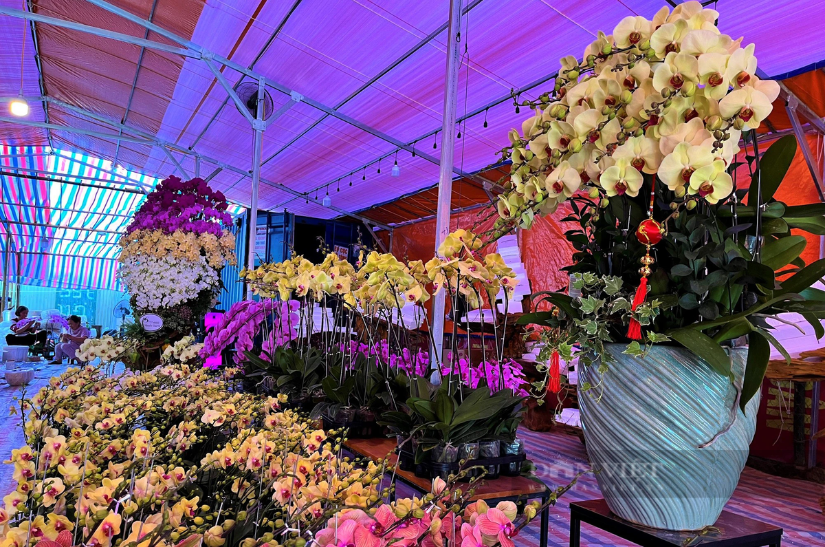 Lan hồ điệp Đà Lạt kết gỗ lũa bán ở Nghệ An Lan ho diep Da Lat ket go lua ban o Nghe An