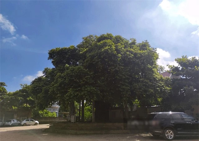 Cây thị có tuổi thọ cao nhất Việt Nam ảnh 2