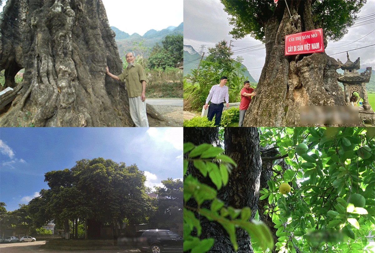 Cây thị có tuổi thọ cao nhất Việt Nam ảnh 1