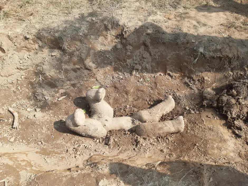 Voi chon voi con da chet voi tu the 