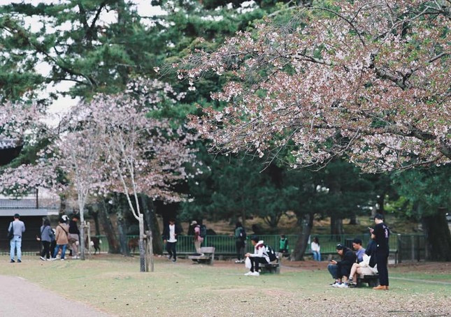 Ly do nguoi Viet do xo di du lich nuoc ngoai