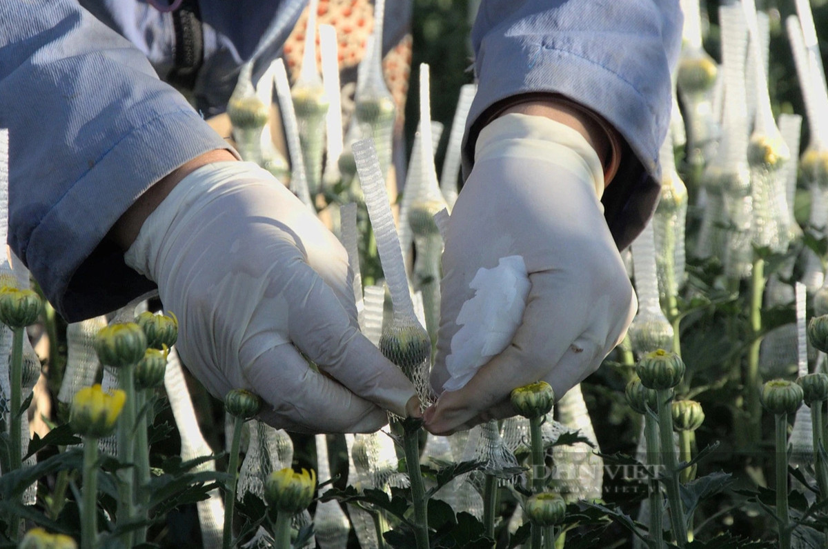 Lao dong o cac lang trong hoa tet Kon Tum duoc tra bao nhieu?-Hinh-4