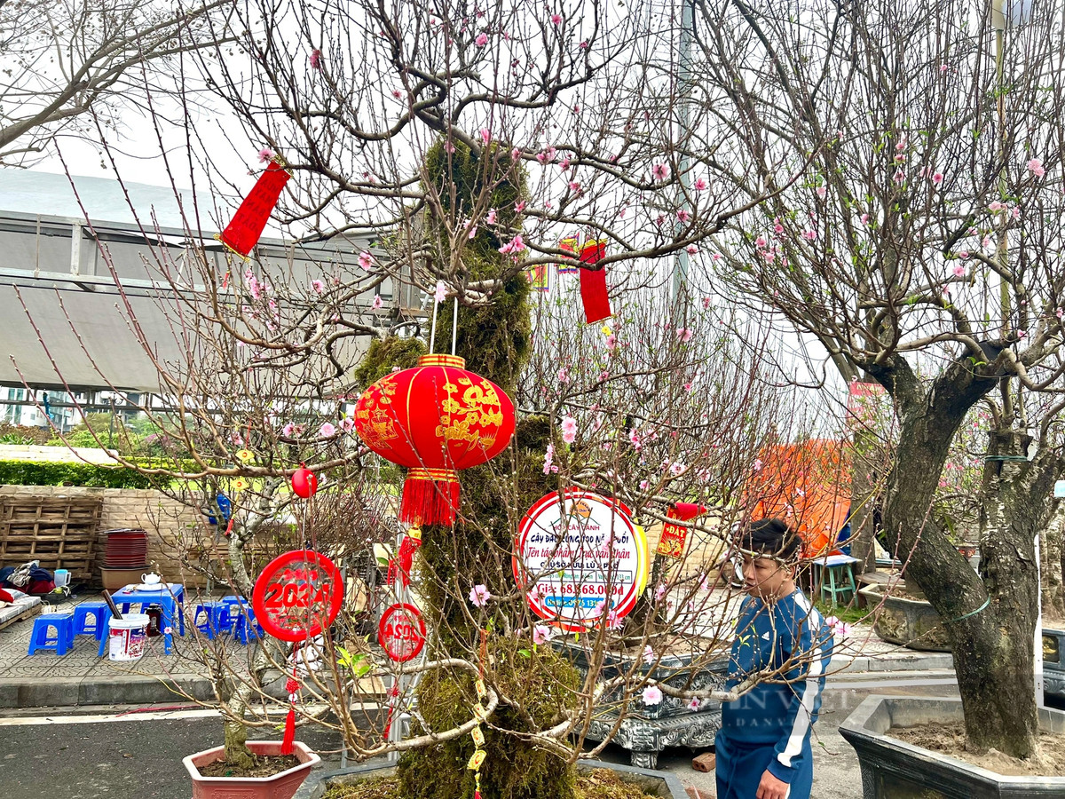 Dao rung 100 tuoi, duoc phat gia 