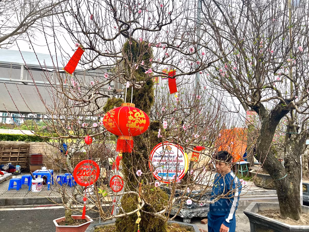 Dao rung 100 tuoi, duoc phat gia 