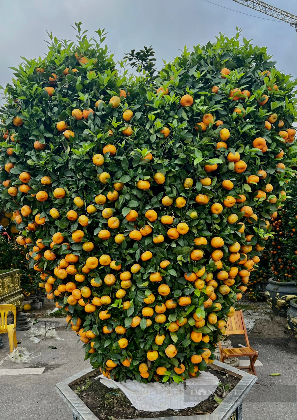 Dao rung 100 tuoi, duoc phat gia 