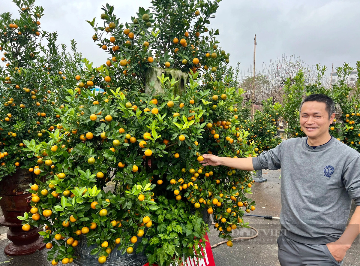 Dao rung 100 tuoi, duoc phat gia 