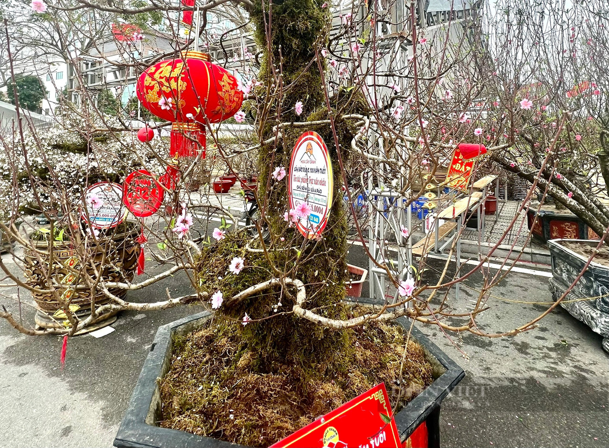 Dao rung 100 tuoi, duoc phat gia 