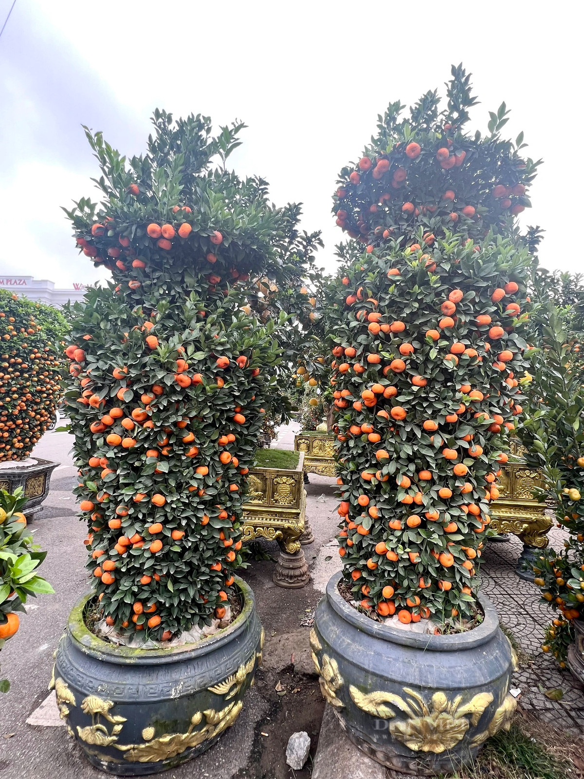 Dao rung 100 tuoi, duoc phat gia 