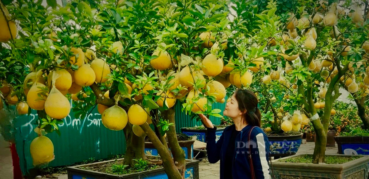 Dao rung 100 tuoi, duoc phat gia 