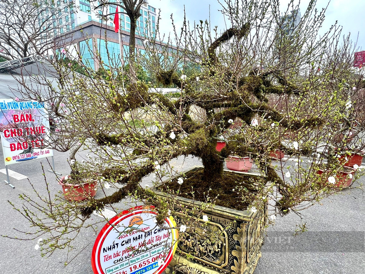 Dao rung 100 tuoi, duoc phat gia 