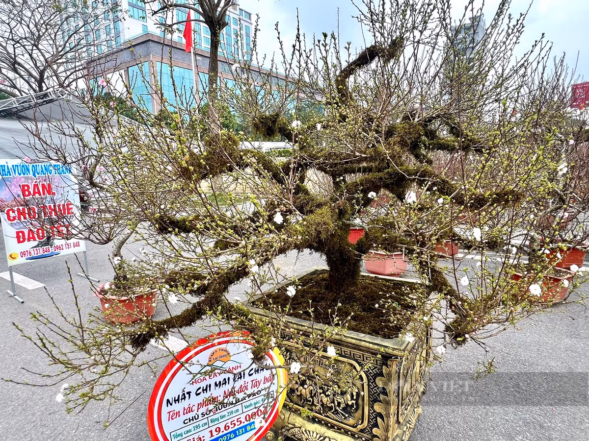 Dao rung 100 tuoi, duoc phat gia 