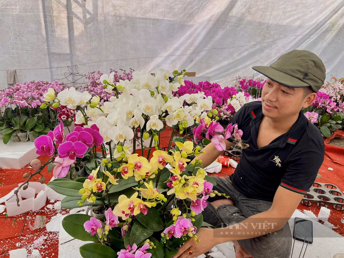 Dao rung 100 tuoi, duoc phat gia 