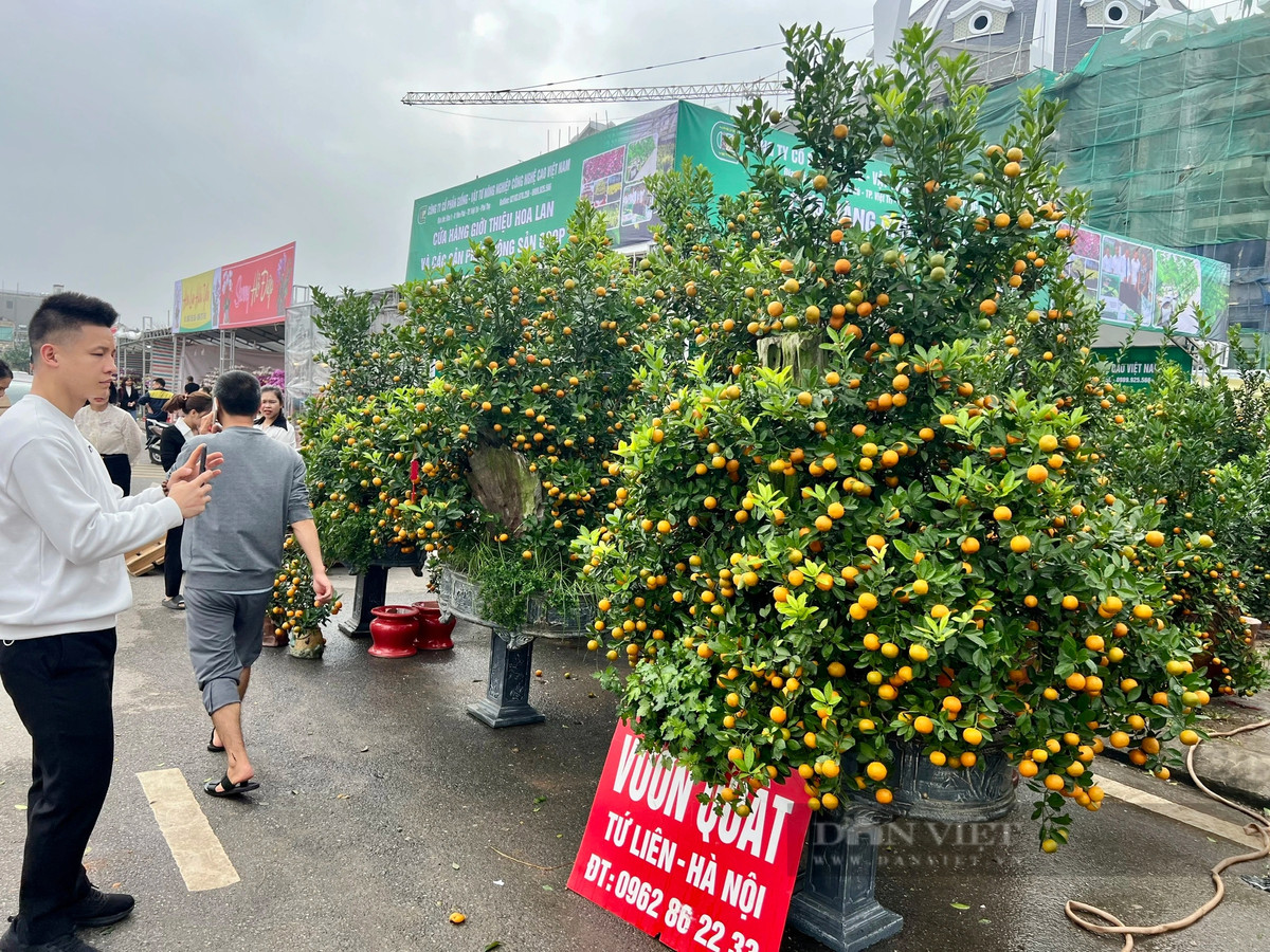 Dao rung 100 tuoi, duoc phat gia 