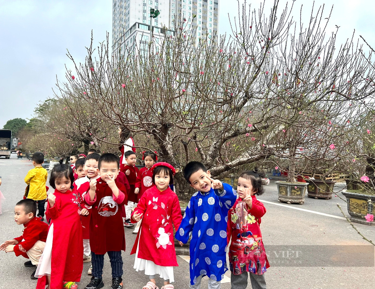 Dao rung 100 tuoi, duoc phat gia 