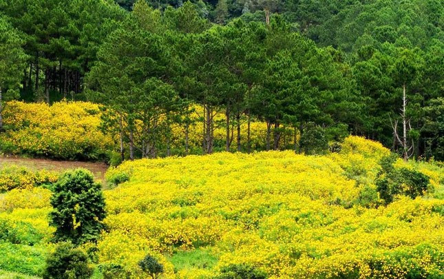 De tuyen deo Prenn xung danh de nhat duong deo o Da Lat-Hinh-5