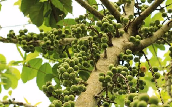 Loai qua nen bay len ban tho de hut may man, tai loc-Hinh-8