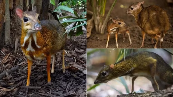 Cùng với đó các chương trình bảo vệ cheo cheo lưng bạc cũng thiếu căn cứ để bảo vệ quần thể loài tương xứng.