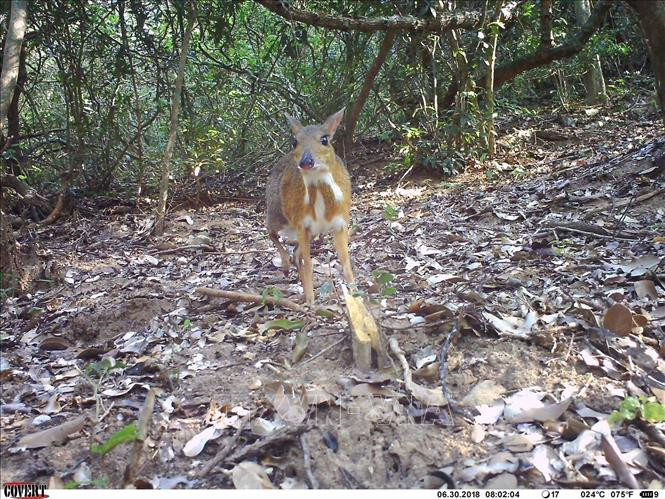Phát hiện ra cheo cheo lưng bạc là bước đầu tiên để đảm bảo rằng chúng ta không mất đi loài này một lần nữa và chúng tôi đang nhanh chóng tìm cách để bảo vệ chúng tốt nhất”.