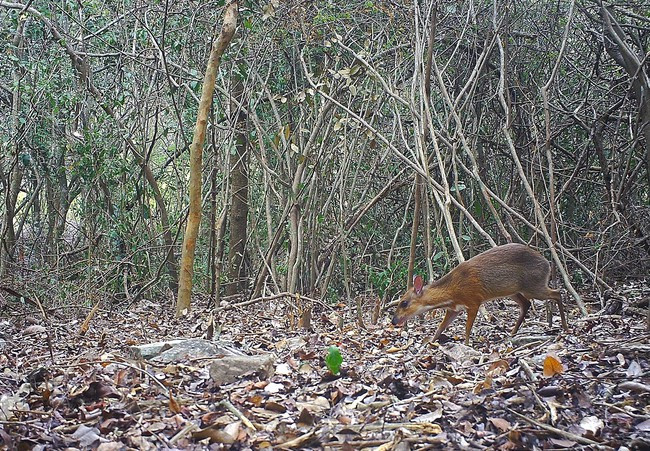 Cheo cheo lưng bạc đặc biệt ở chỗ chúng không có tuyến lệ. Chúng sở hữu bộ lông màu nâu đỏ, rất mượt, mịn màng. Dưới vùng ngực, bụng của loài này có 3 vệt lông trắng song song với thân. Cheo cheo chủ yếu sống ở rừng, rẫy nhưng chúng có khả năng thích nghi với rất nhiều môi trường khác nhau.