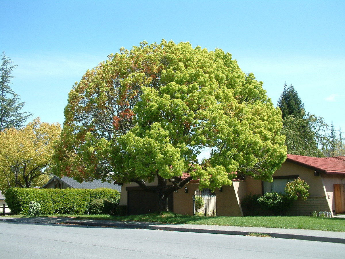Trong 6 cay canh lai hon mua vang, mang toi phuoc lanh-Hinh-10