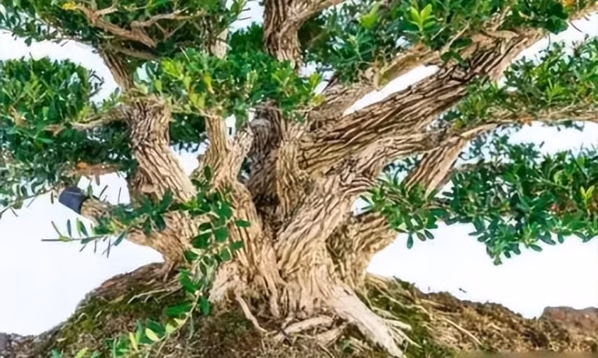 Trong 6 cay canh lai hon mua vang, mang toi phuoc lanh-Hinh-7