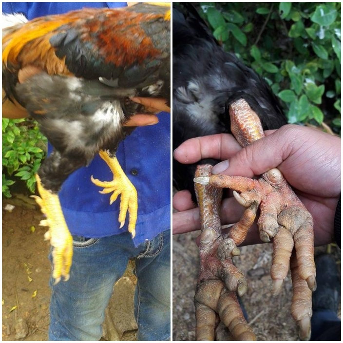 Giống gà chín cựa tiến Vua đắt nhất nhì Việt Nam - Hình 3 Giong ga chin cua tien Vua dat nhat nhi Viet Nam-Hinh-3