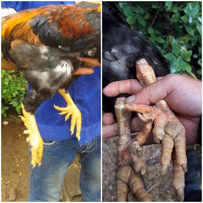 Giong ga chin cua tien Vua dat nhat nhi Viet Nam-Hinh-3