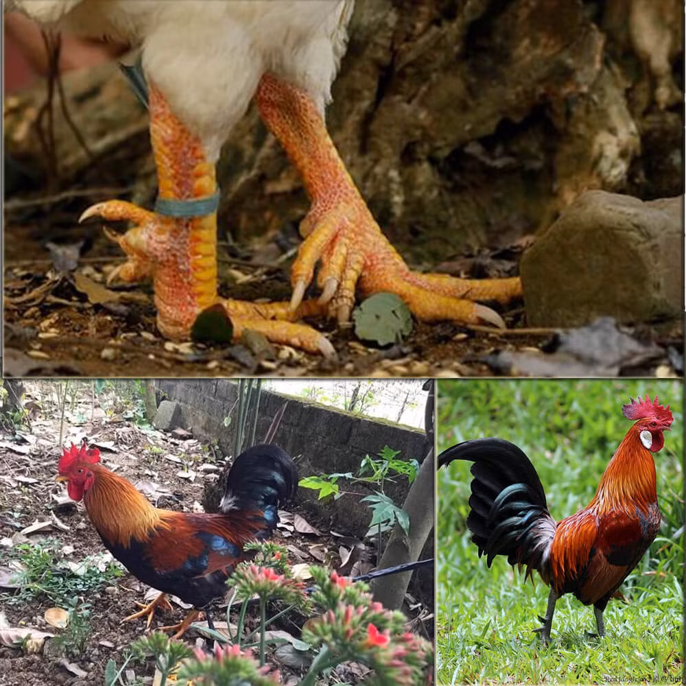 Giong ga chin cua tien Vua dat nhat nhi Viet Nam