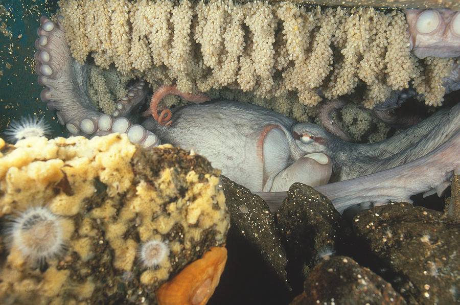 Bi an ve loai bach tuoc chi sinh san mot lan-Hinh-4