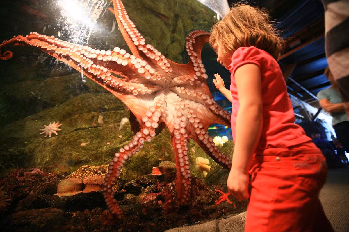 Bi an ve loai bach tuoc chi sinh san mot lan-Hinh-5