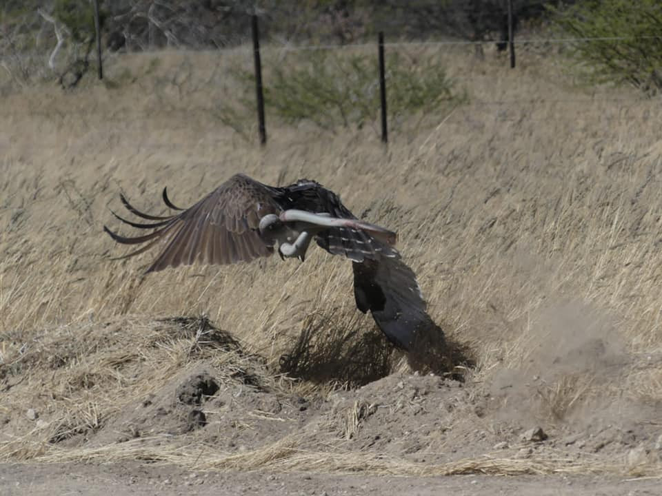 Đại bàng tha rắn đi ăn thịt.