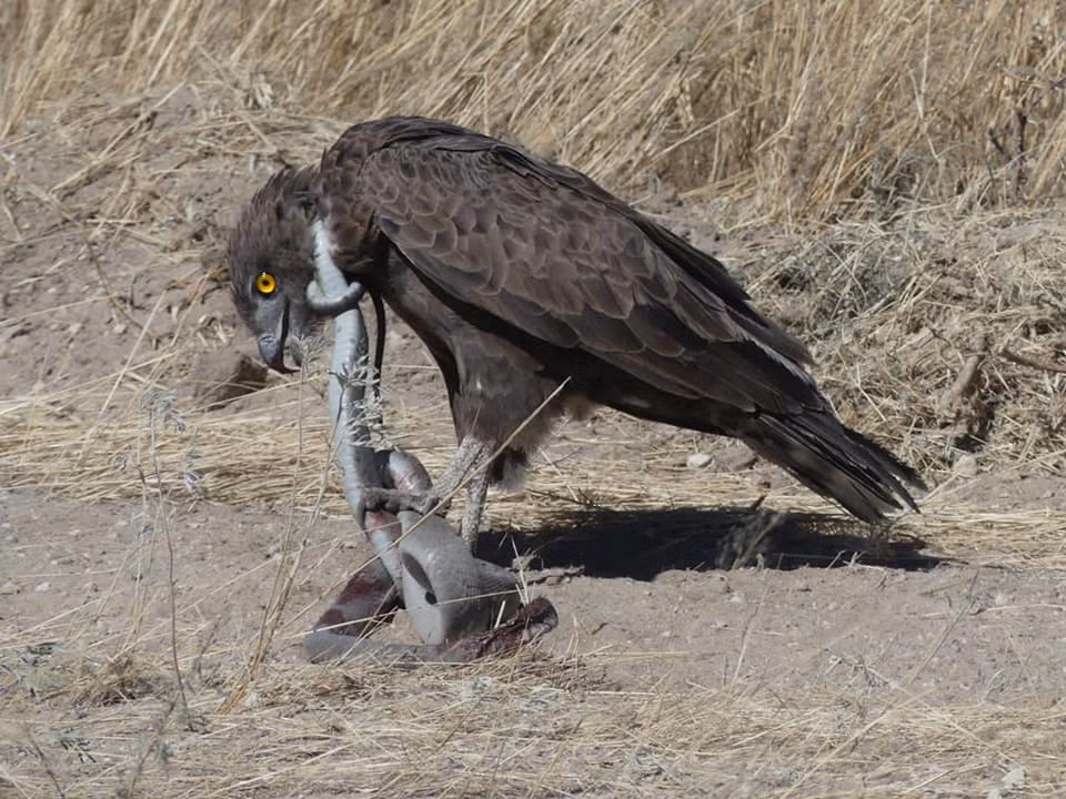 Con rắn độc đang nỗ lực để thoát khỏi nanh vuốt kẻ ăn thịt