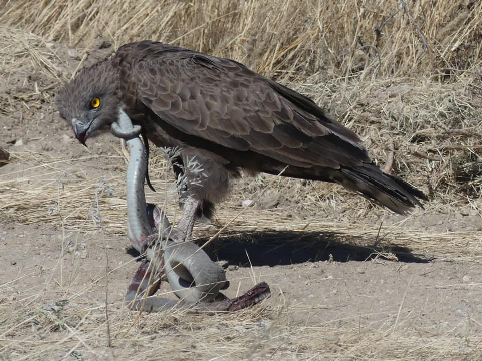 Trang Facebook Nature Awareness Project đã đăng tải những hình ảnh cực kỳ hiếm về cuộc đối đầu giữa đại bàng rắn nâu (Tên khoa học: Circaetus cinereus) và rắn Mamba đen (Tên khoa học: Dendroaspis polylepis) do nhiếp ảnh gia nghiệp dư Sylvia Friedensdorf chụp được.