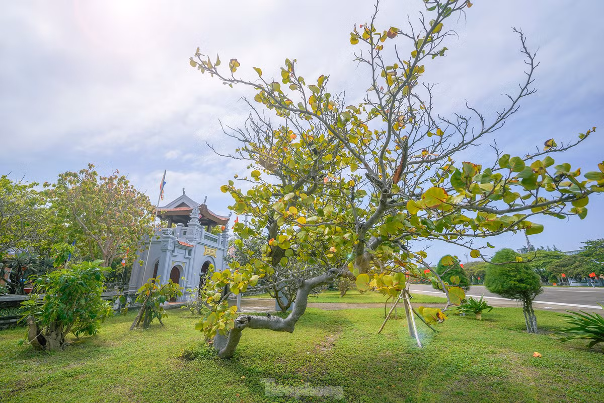 Binh yen chua Truong Sa tren dao thieng-Hinh-7